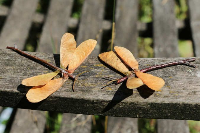 Bastelanleitung Libelle