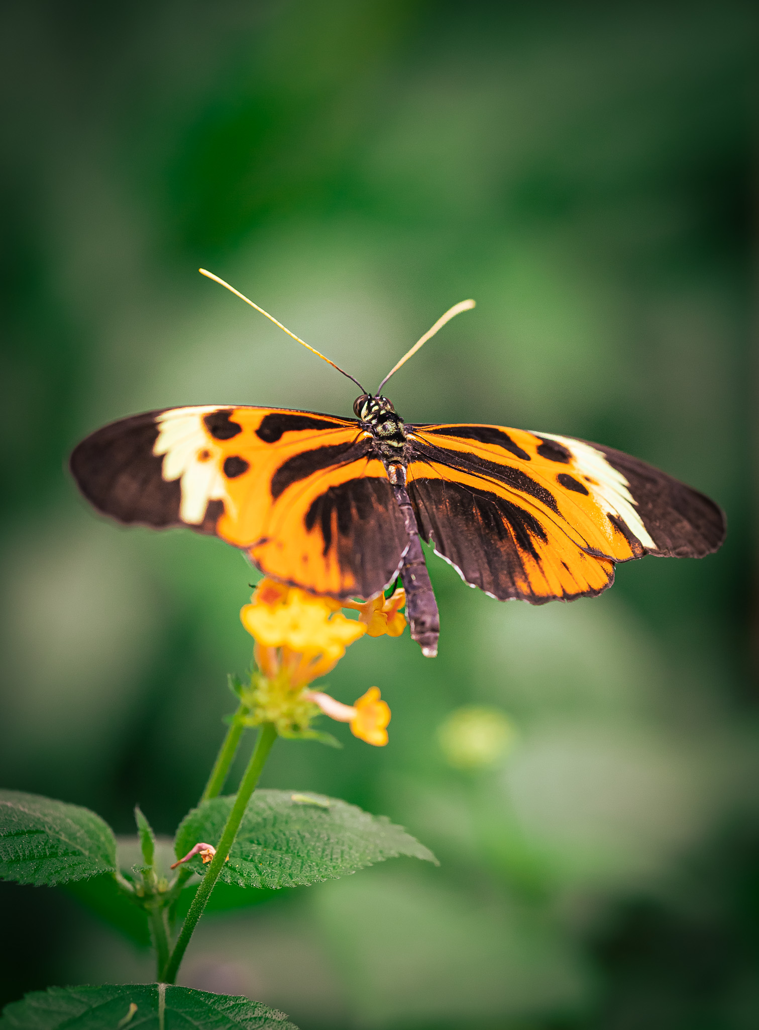 Bastelanleitung Schmetterling